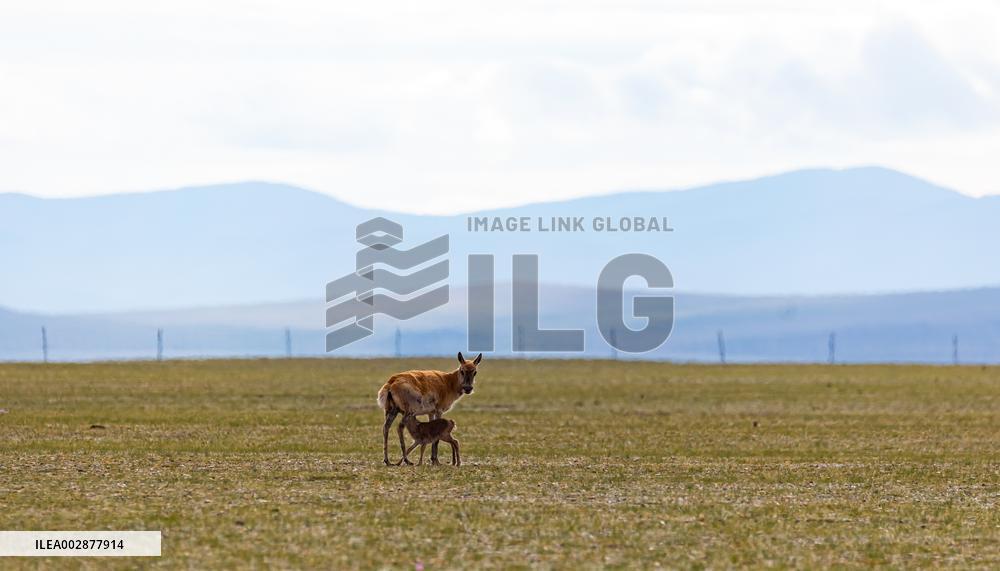 (InXizang)CHINA-XIZANG-TIBETAN ANTELOPE-BIRTH-GIVING SEASON (CN)