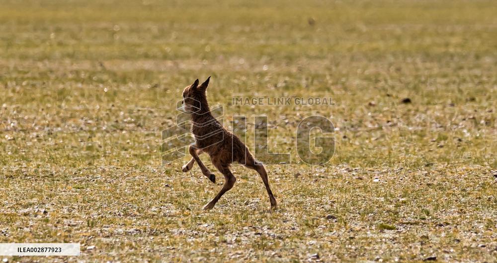 (InXizang)CHINA-XIZANG-TIBETAN ANTELOPE-BIRTH-GIVING SEASON (CN)
