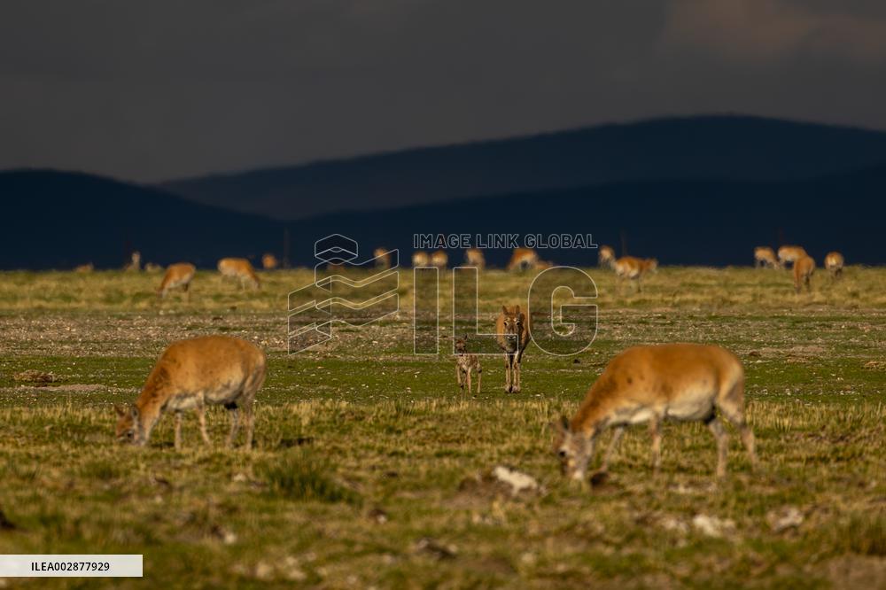 (InXizang)CHINA-XIZANG-TIBETAN ANTELOPE-BIRTH-GIVING SEASON (CN)
