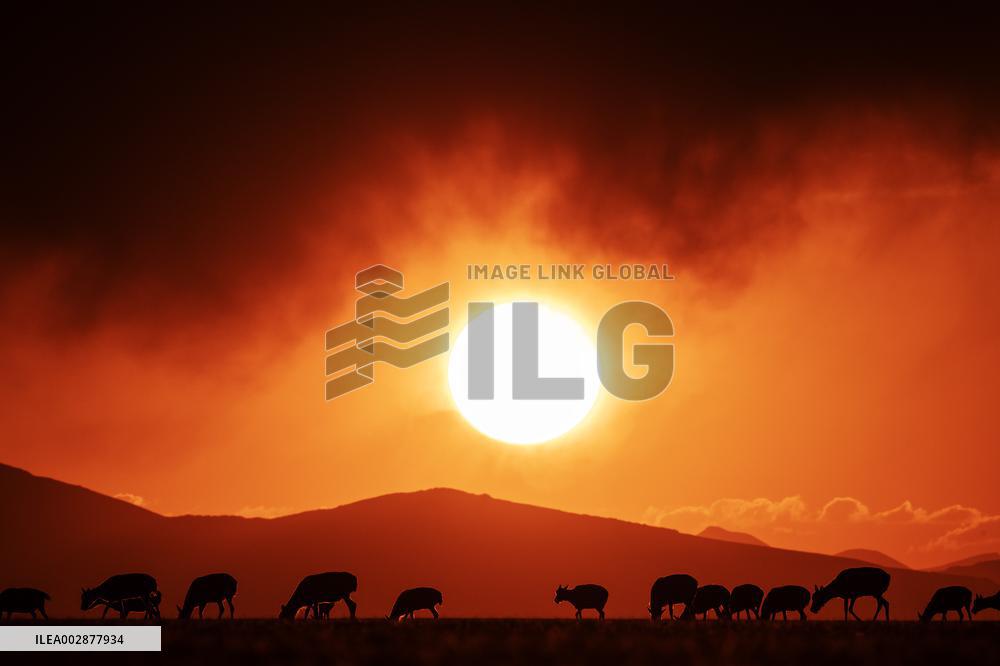 (InXizang)CHINA-XIZANG-TIBETAN ANTELOPE-BIRTH-GIVING SEASON (CN)