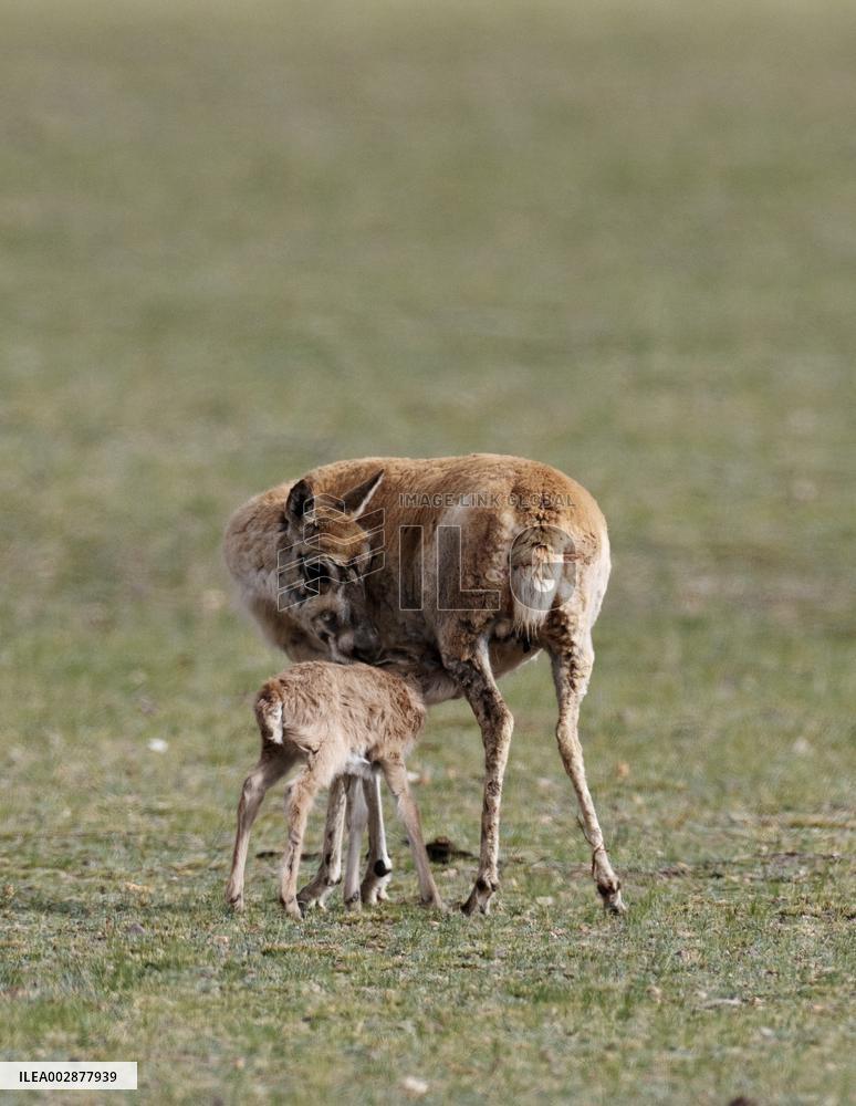 (InXizang)CHINA-XIZANG-TIBETAN ANTELOPE-BIRTH-GIVING SEASON (CN)