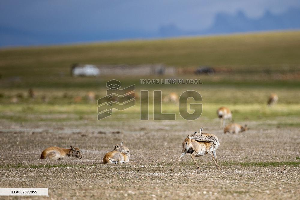 (InXizang)CHINA-XIZANG-TIBETAN ANTELOPE-BIRTH-GIVING SEASON (CN)