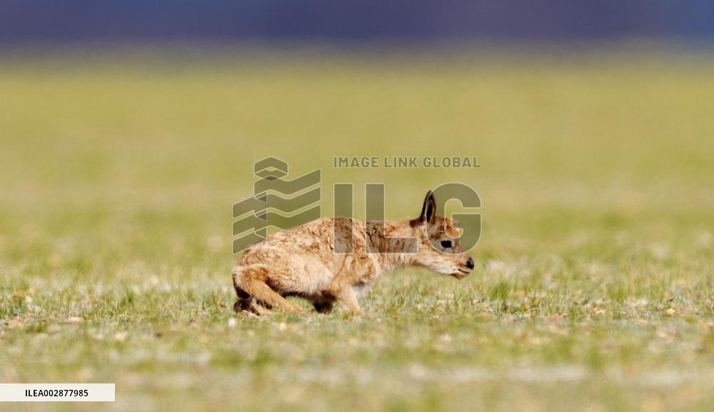 (InXizang)CHINA-XIZANG-TIBETAN ANTELOPE-BIRTH-GIVING SEASON (CN)