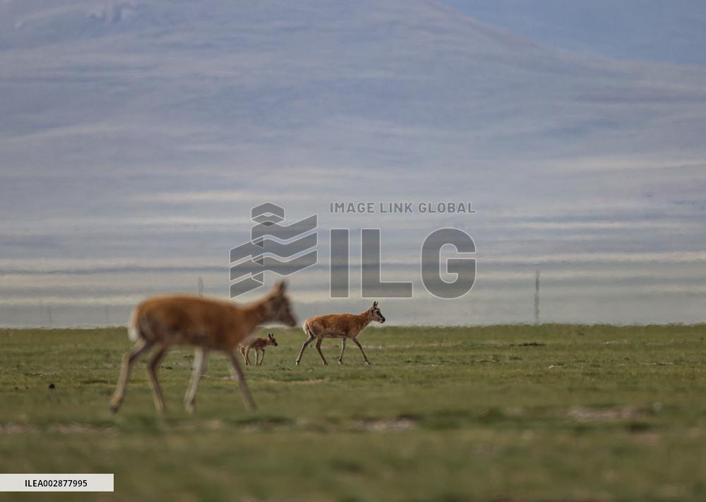 (InXizang)CHINA-XIZANG-TIBETAN ANTELOPE-BIRTH-GIVING SEASON (CN)