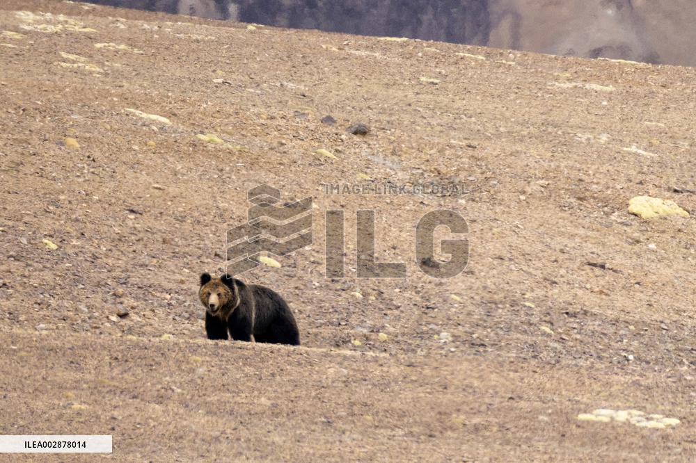 Pregnant Tibetan Antelope Rescue - China