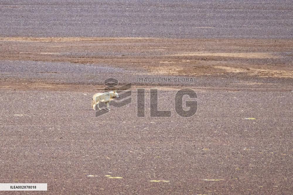 Pregnant Tibetan Antelope Rescue - China