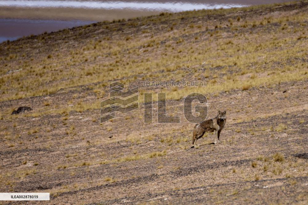 Pregnant Tibetan Antelope Rescue - China