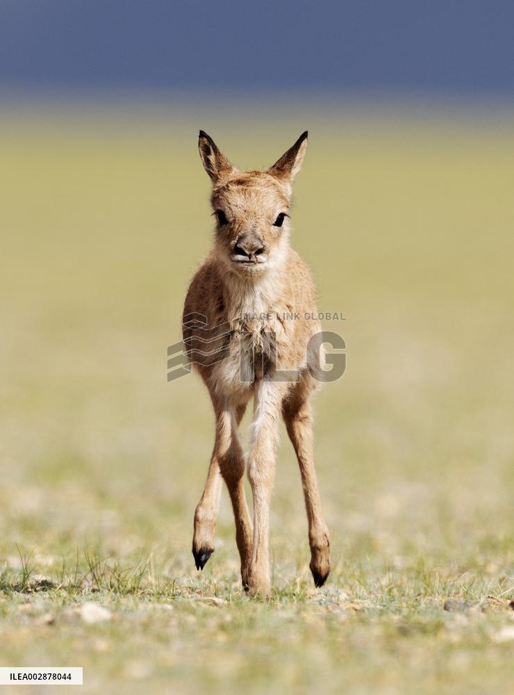 (InXizang)CHINA-XIZANG-TIBETAN ANTELOPE-BIRTH-GIVING SEASON (CN)