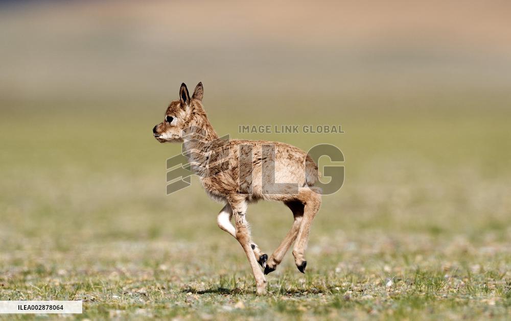 Tibetan Antelope Birth Giving Season - China