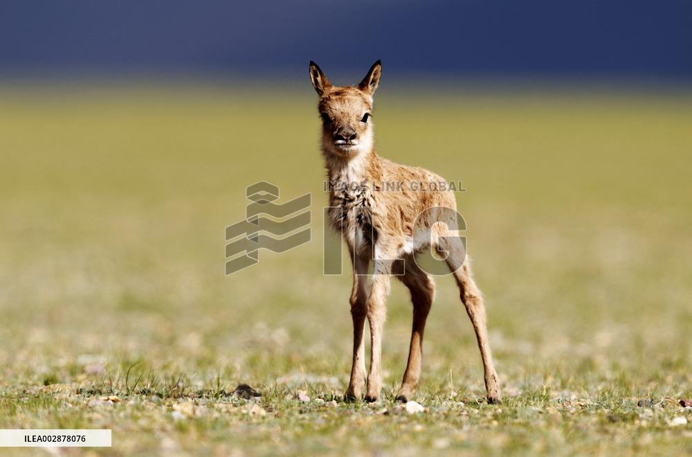 Tibetan Antelope Birth Giving Season - China