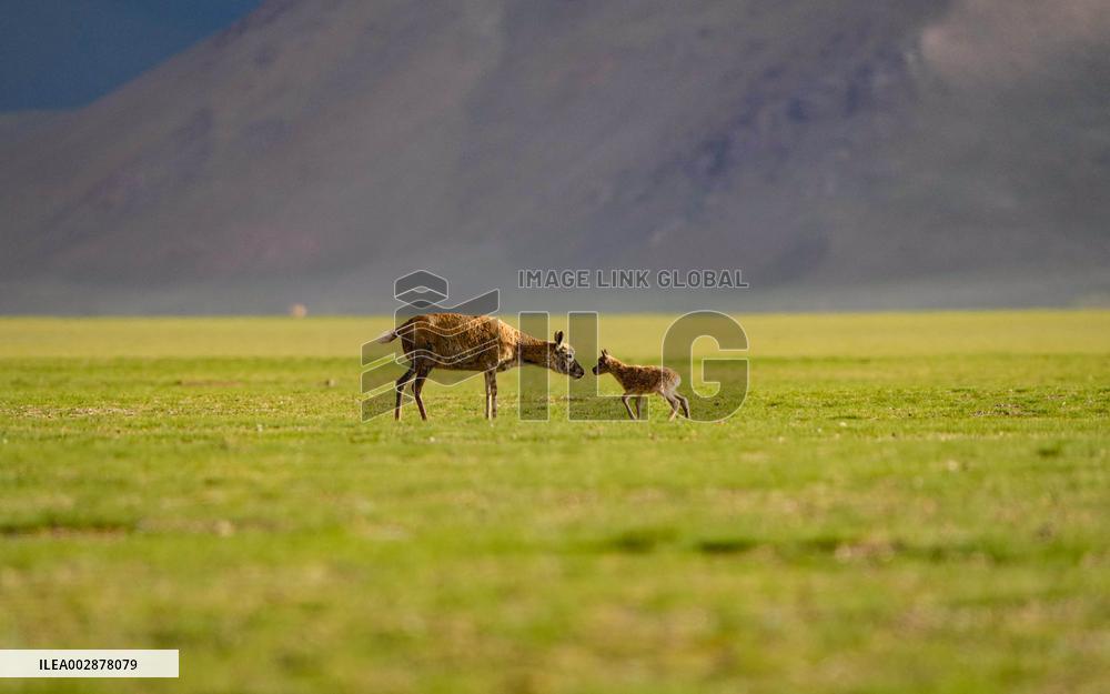 Tibetan Antelope Birth Giving Season - China