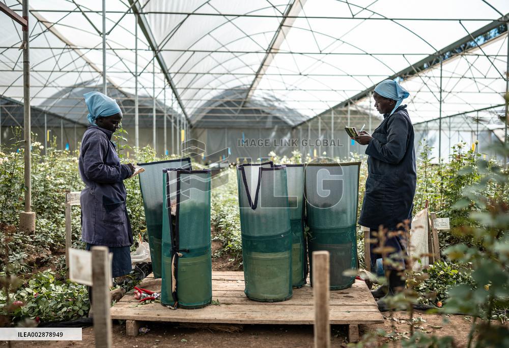 Xinhua Headlines: African agriculture thrives with Chinese technology, market access