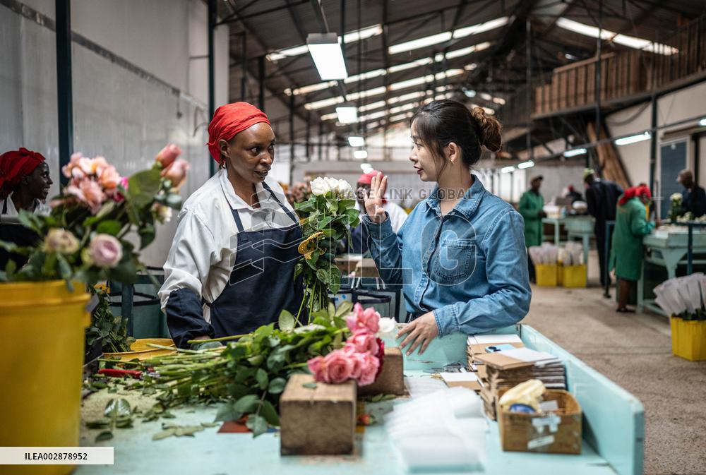 Xinhua Headlines: African agriculture thrives with Chinese technology, market access