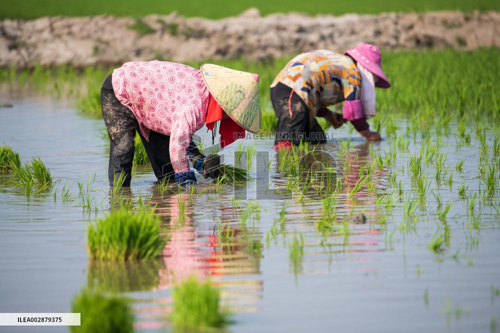 CHINA-RICE PLANTING-SMART AGRICULTURE (CN)