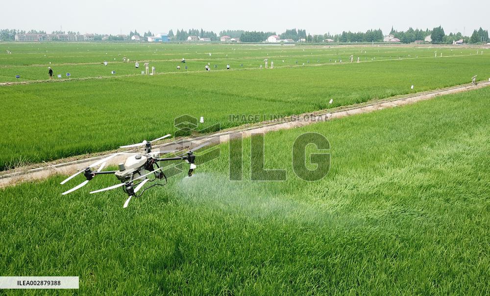CHINA-RICE PLANTING-SMART AGRICULTURE (CN)