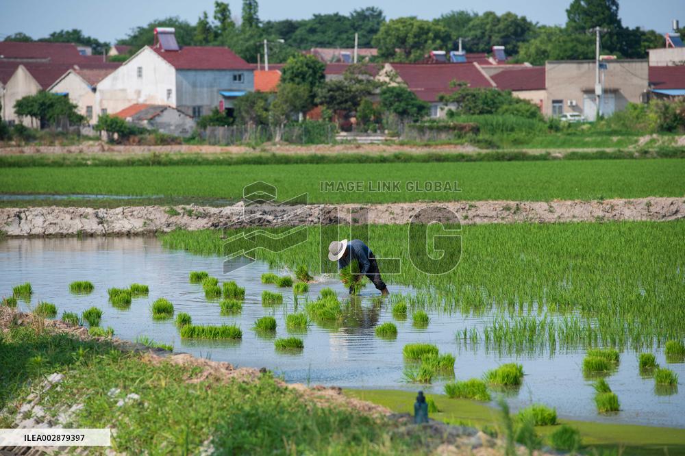 CHINA-RICE PLANTING-SMART AGRICULTURE (CN)