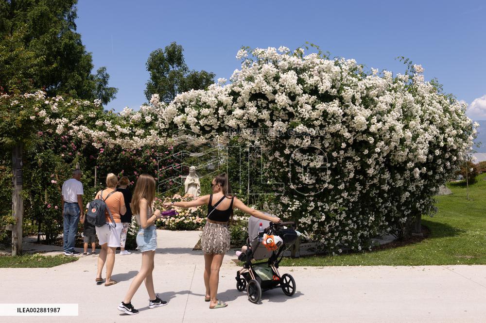 SLOVENIA-VOLCJI POTOK ARBORETUM-ROSES