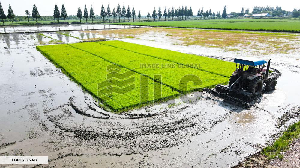 Rice planting and smart farming - China