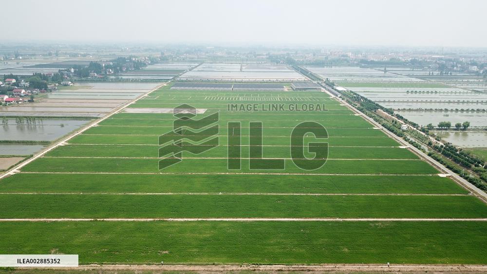 Rice planting and smart farming - China