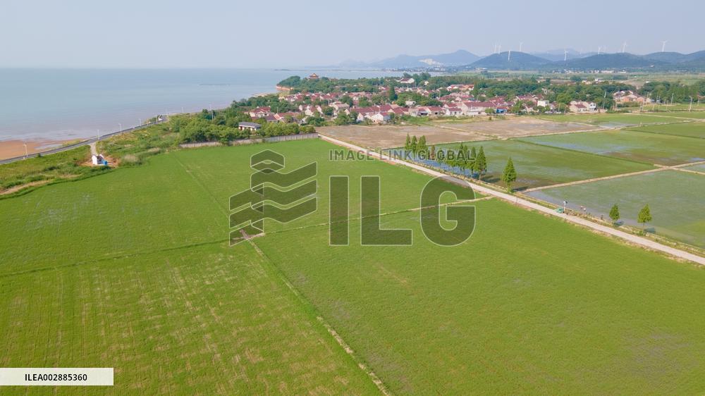 Rice planting and smart farming - China