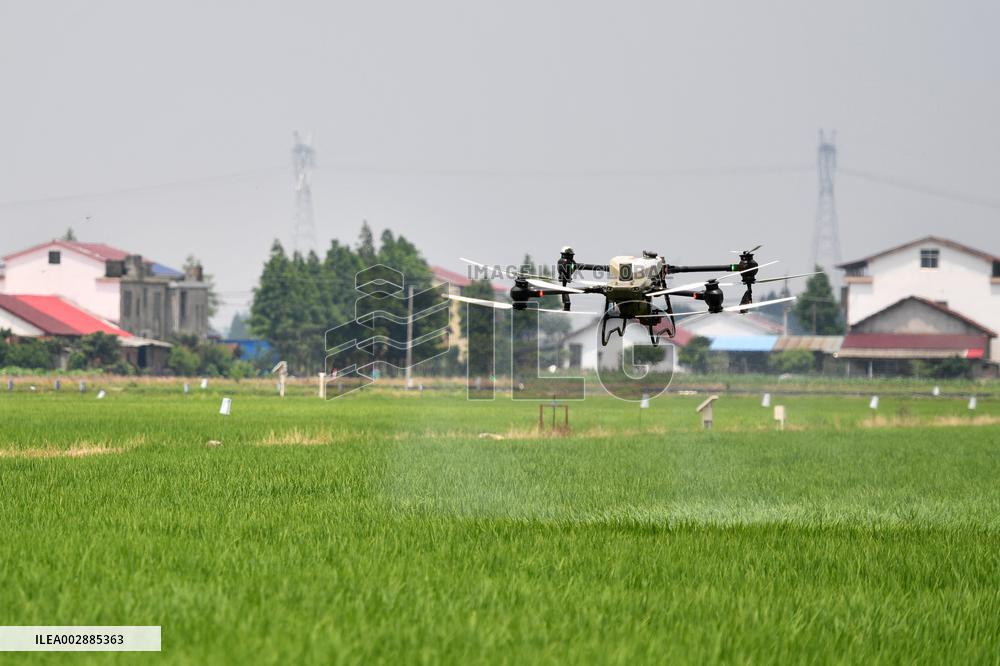 Rice planting and smart farming - China