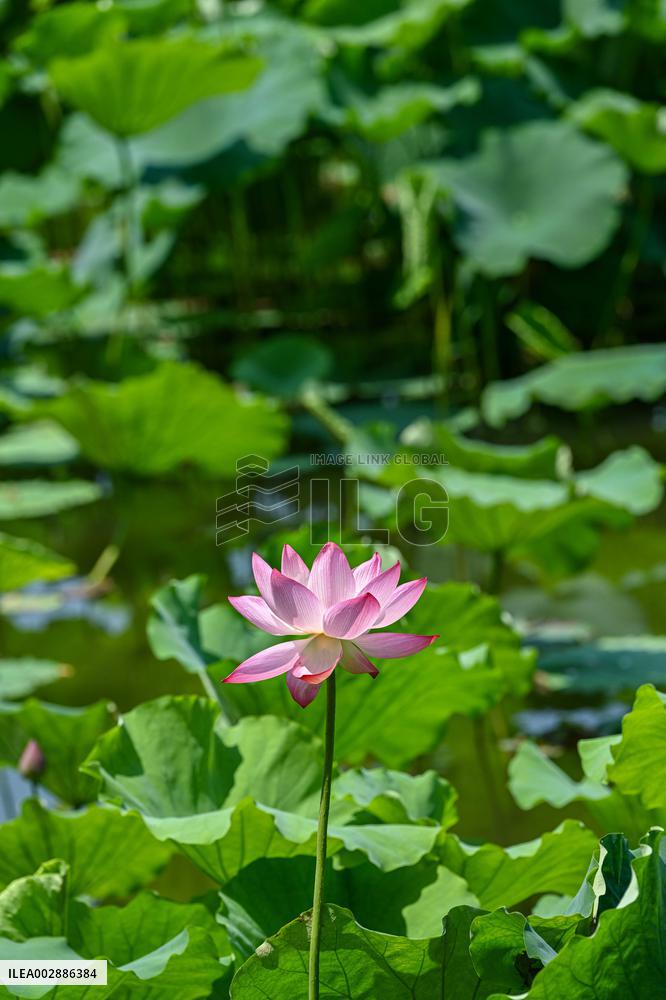 Lotus Flowers Bloom at West Lake in Hangzhou