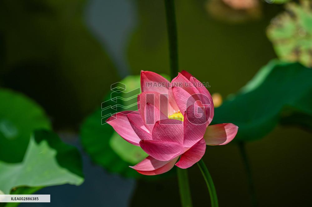 Lotus Flowers Bloom at West Lake in Hangzhou