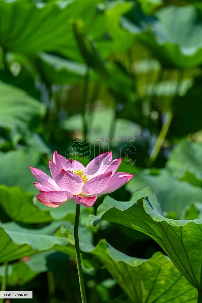 Lotus Flowers Bloom at West Lake in Hangzhou