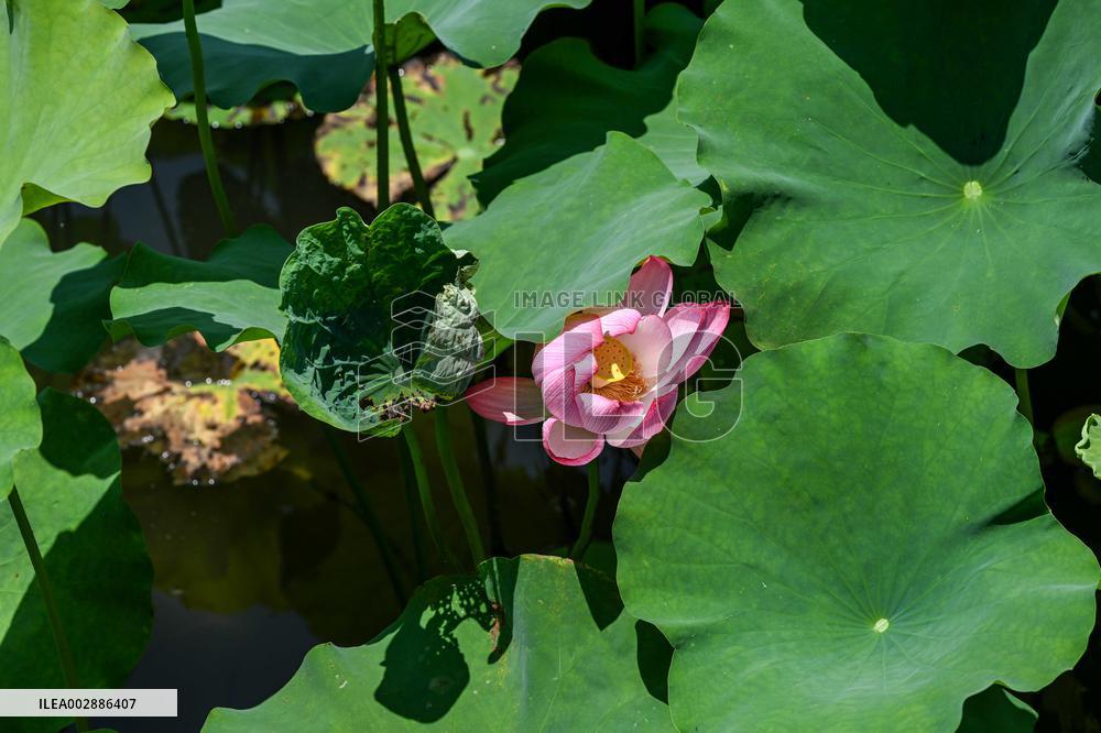Lotus Flowers Bloom at West Lake in Hangzhou