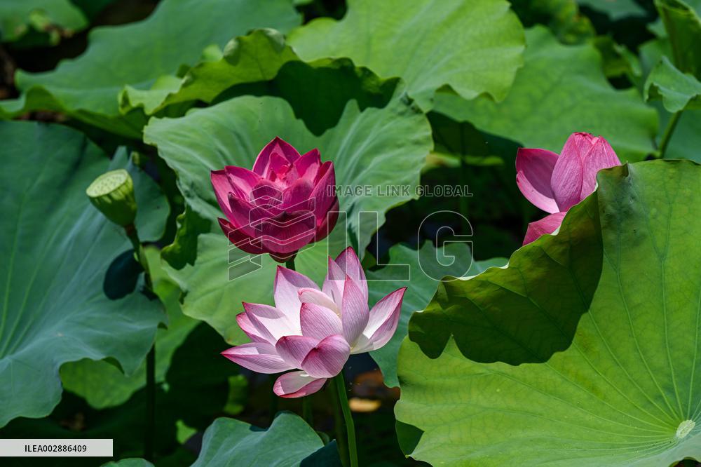 Lotus Flowers Bloom at West Lake in Hangzhou