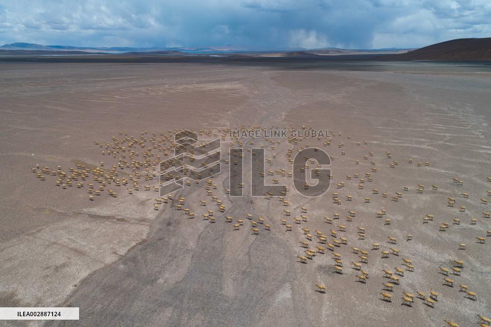 (InXizang)CHINA-XIZANG-TIBETAN ANTELOPES-MIGRATION (CN)