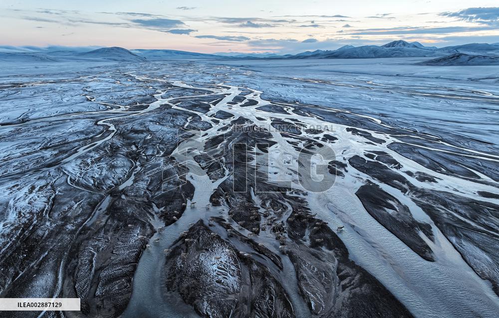 (InXizang)CHINA-XIZANG-TIBETAN ANTELOPES-MIGRATION (CN)