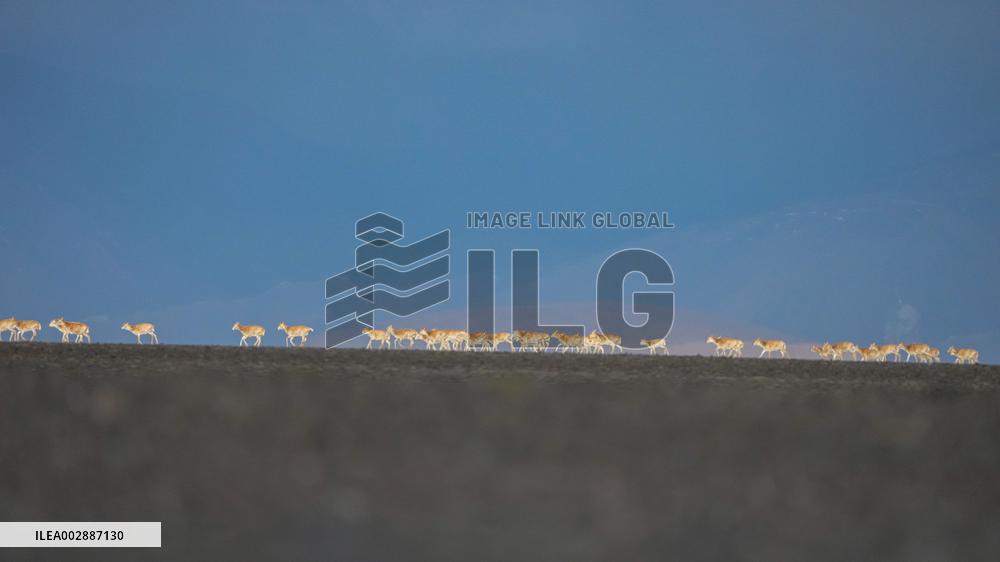 (InXizang)CHINA-XIZANG-TIBETAN ANTELOPES-MIGRATION (CN)