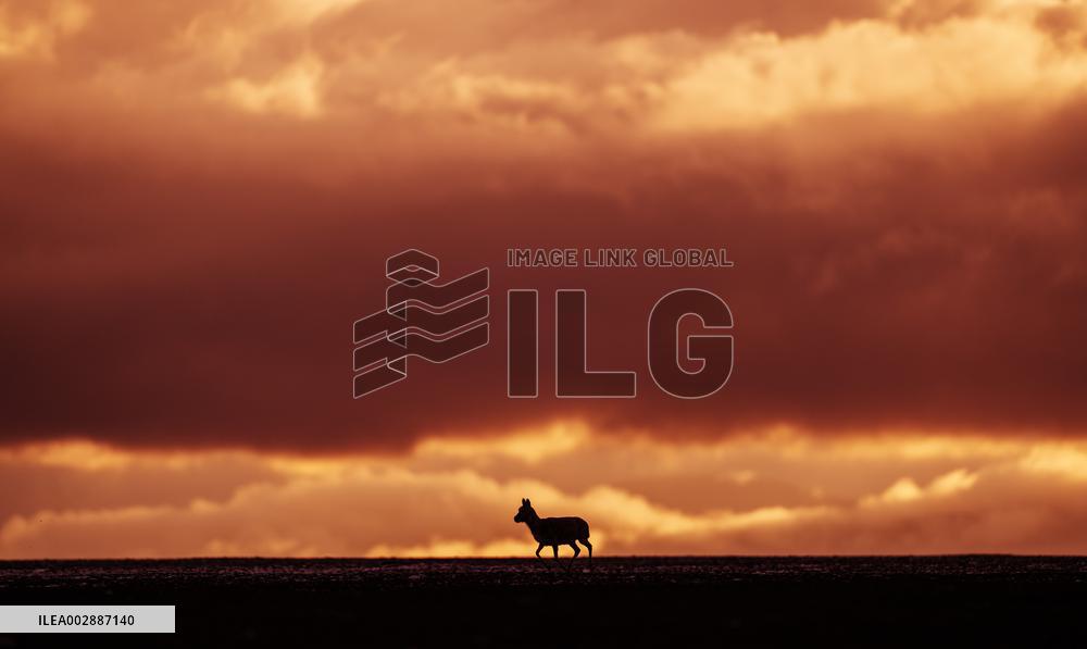 (InXizang)CHINA-XIZANG-TIBETAN ANTELOPES-MIGRATION (CN)