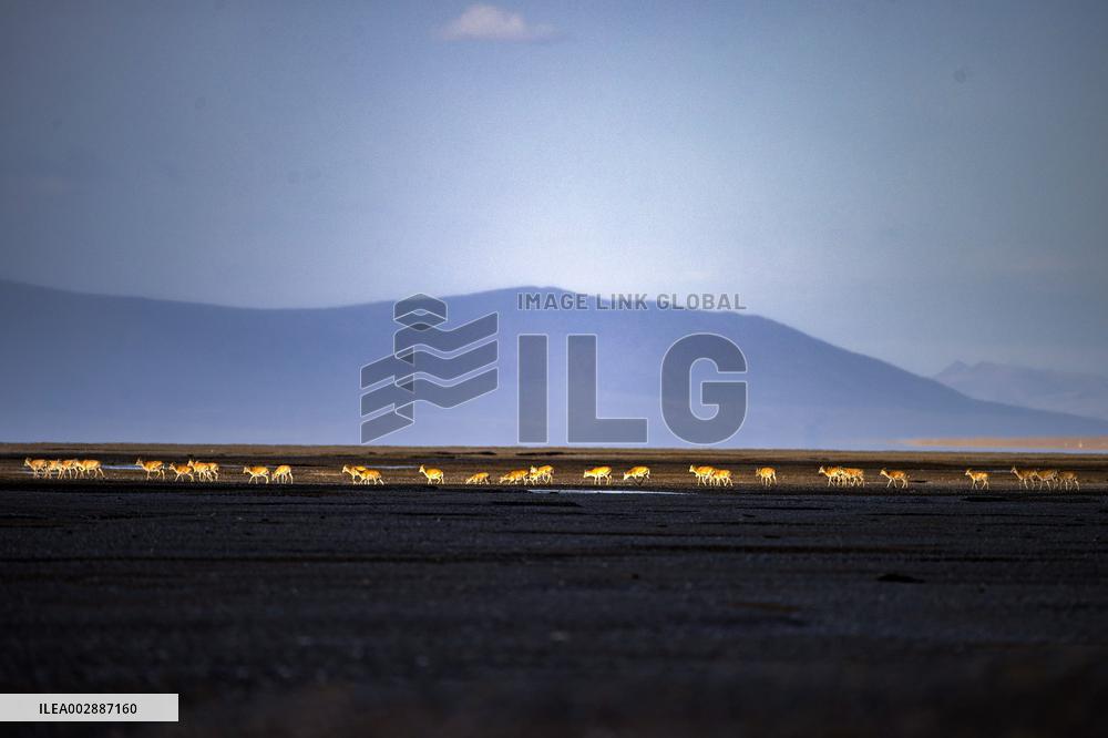 (InXizang)CHINA-XIZANG-TIBETAN ANTELOPES-MIGRATION (CN)