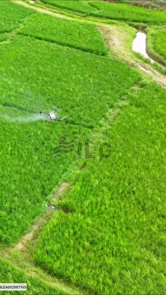 Pesticide sprayer drones help with rice cultivation in S China