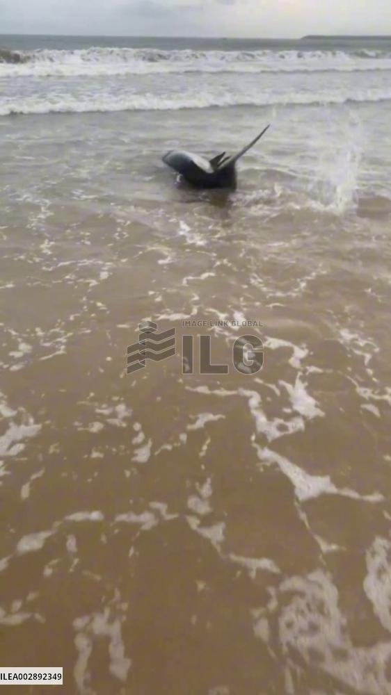 Stranded dwarf sperm whale returned to sea in south China