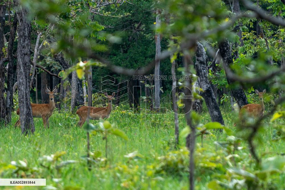 LAOS-SAVANNAKHET-ELD'S DEER