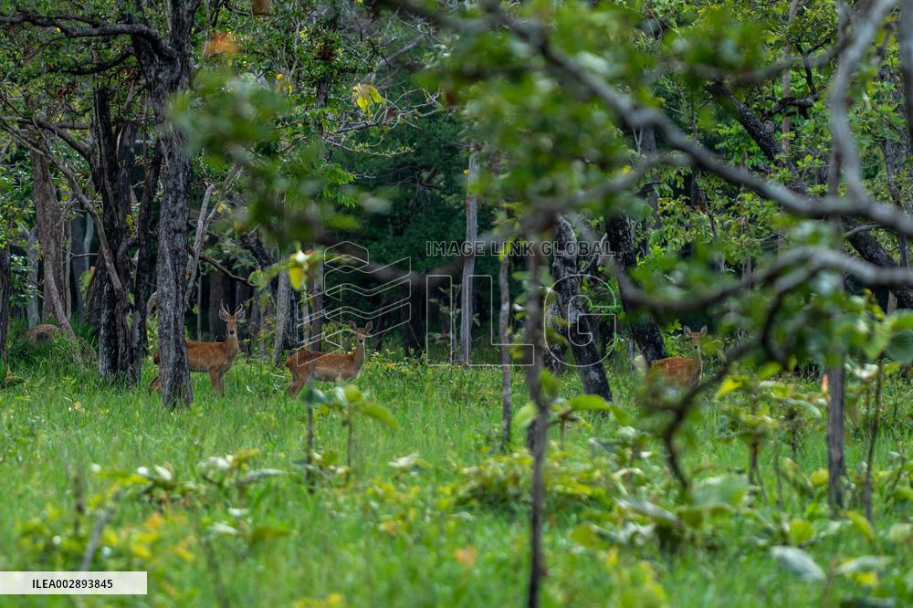 LAOS-SAVANNAKHET-ELD'S DEER