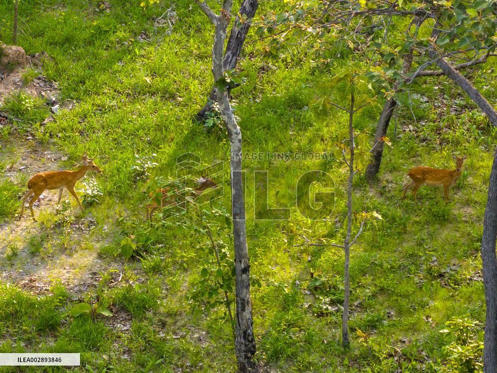 LAOS-SAVANNAKHET-ELD'S DEER