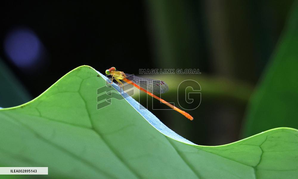 #CHINA-SUMMER-LOTUS FLOWERS (CN)