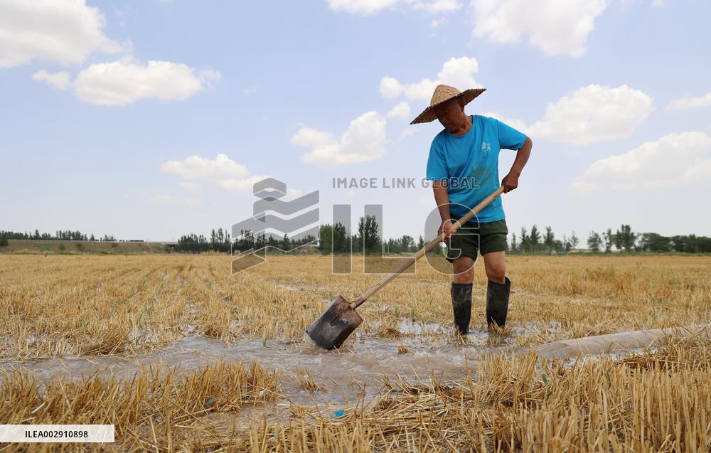 Yellow River Drought-resistant