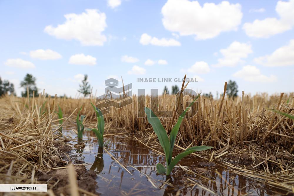 Yellow River Drought-resistant