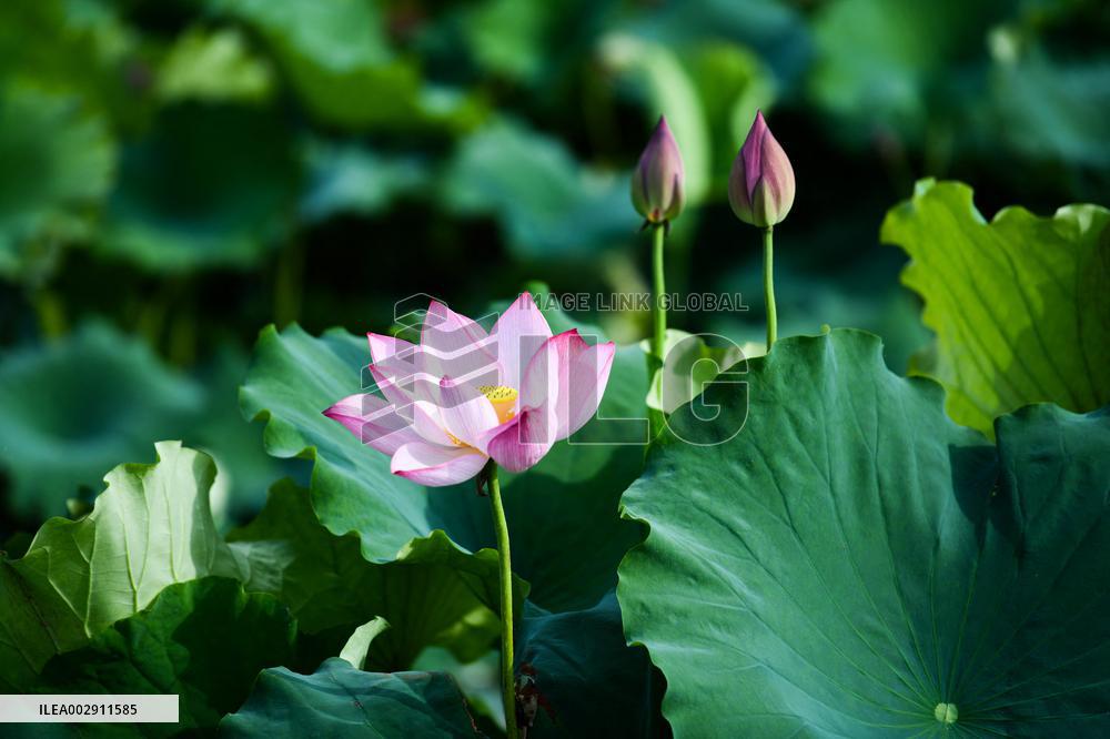 CHINA-SHAANXI-HANZHONG-ECOLOGICAL PROTECTION (CN)