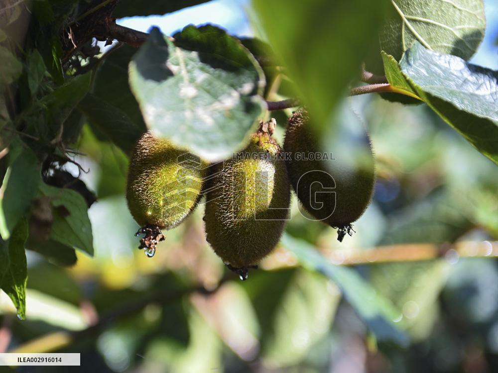 CHINA-SHAANXI-BAOJI-AGRICULTURE-GREEN DEVELOPMENT (CN)