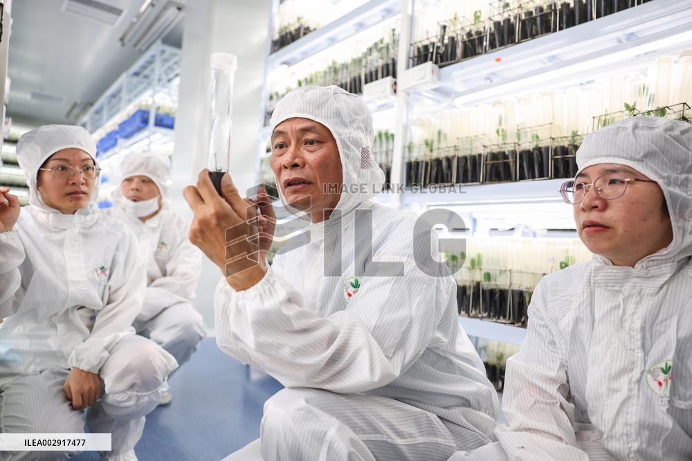 (HainanOutlook)CHINA-HAINAN-RUBBER TREE BREEDING-EXPERTS (CN)