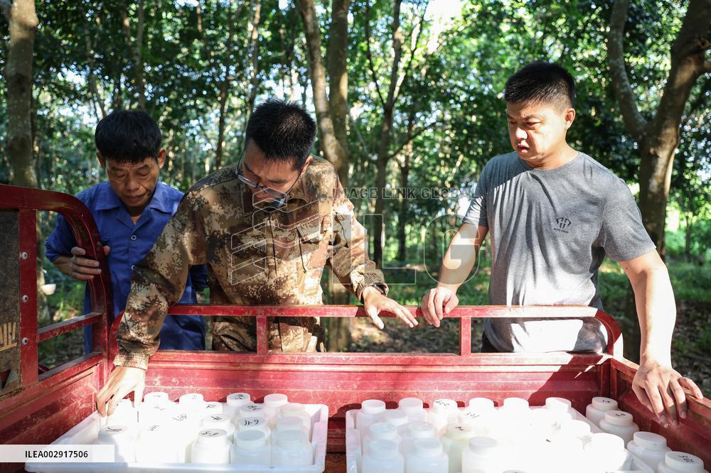 (HainanOutlook)CHINA-HAINAN-RUBBER TREE BREEDING-EXPERTS (CN)