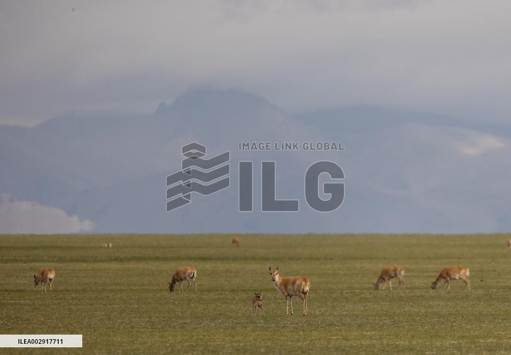 CHINA-XIZANG-NAGQU-QIANGTANG GRASSLAND-WILD ANIMALS (CN)