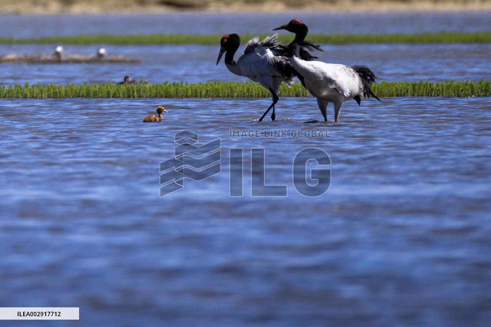 CHINA-XIZANG-NAGQU-QIANGTANG GRASSLAND-WILD ANIMALS (CN)