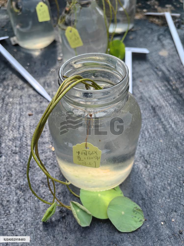 CHINA-GUANGXI-NANNING-MILLENNIUM-OLD LOTUS SEED-BLOSSOM (CN)